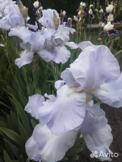 Ирисы бородатые сортовые