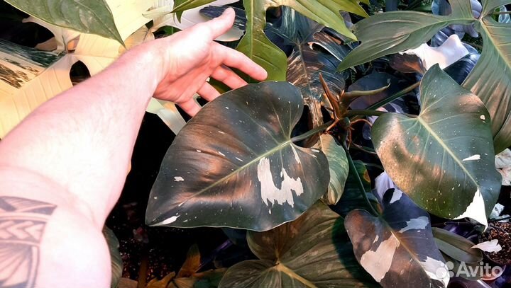 Филодендрон Вайт визард