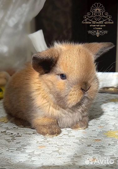 Кролик карликовый