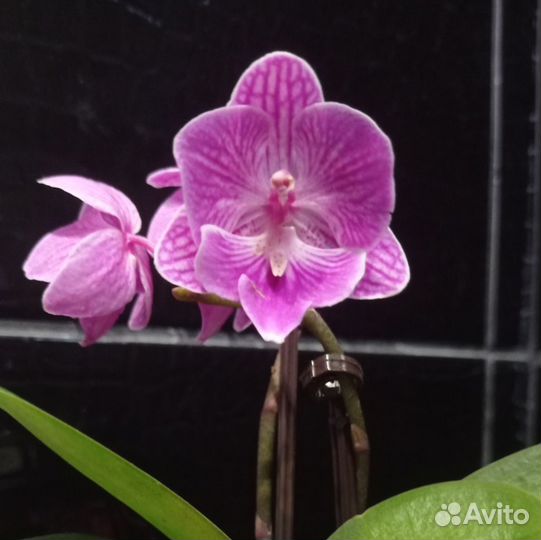 Орхидея биглип мультифлора