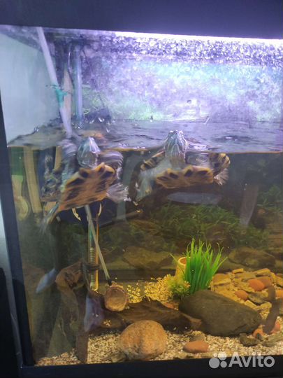 Аквариум 200 литров с красноухими черепахами