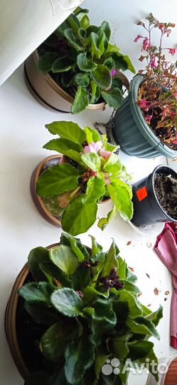 Комнатные цветы