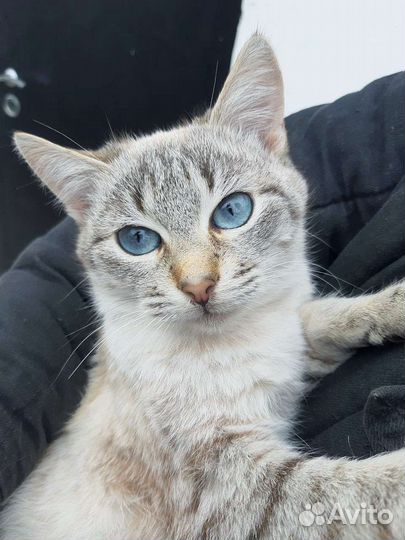 Котик, в дар, в добрые руки