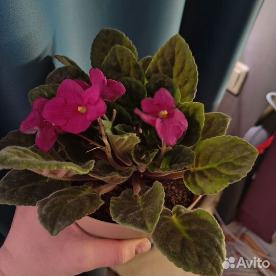 Фиалки в горшках