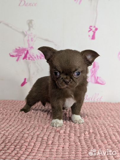 Чихуахуа девочка