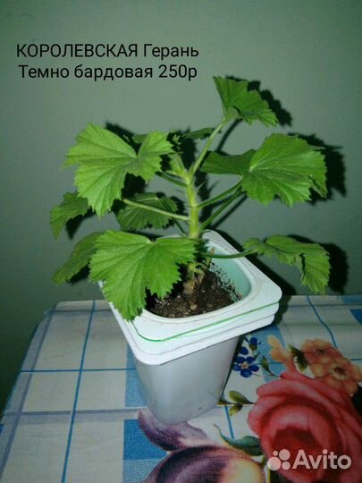 Сансевиерия Ханни, фиалка