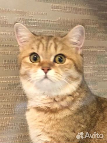 Шотландская кошка дом.любимцы,10.03.21