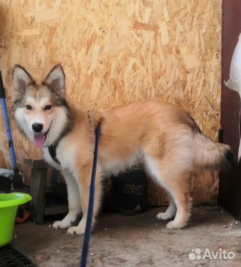 Щенок метис с колли в дар