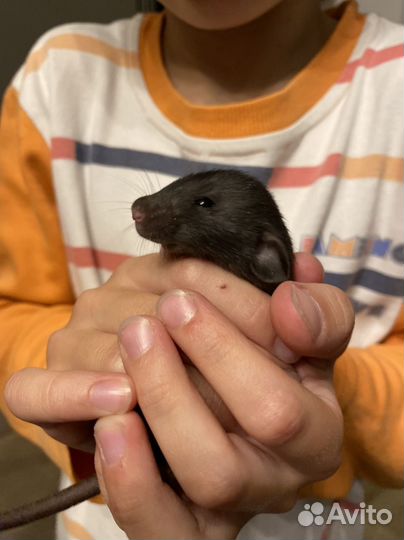 Крысята дамбо бесплатно