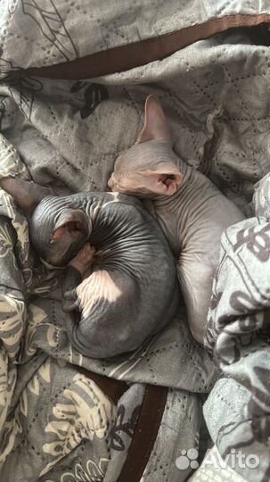 Донской сфинкс