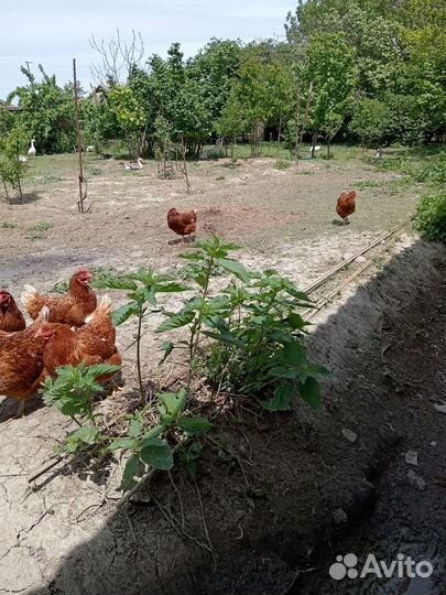Куры и индюшата