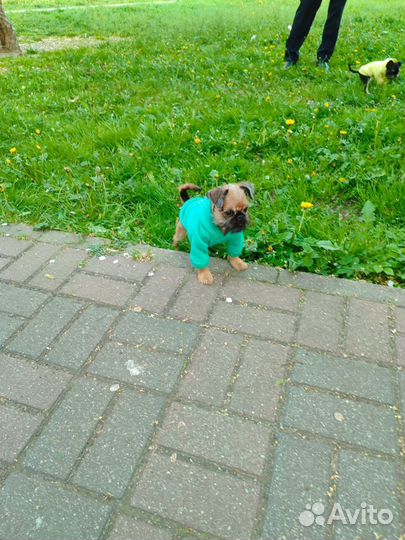 Брюссельский гриффон