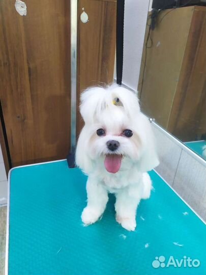 Стрижка собак / грумер / груминг