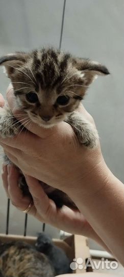 Котята в дар бесплатно