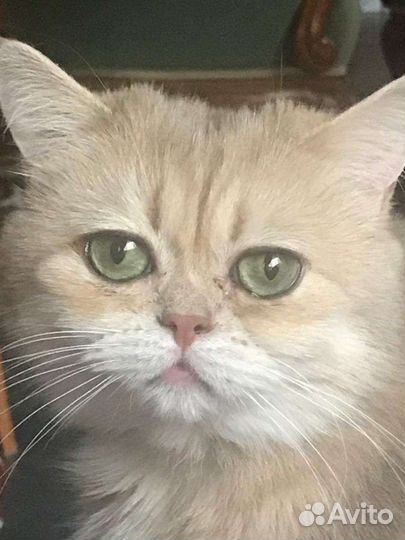 Кошечка Кася в добрые руки