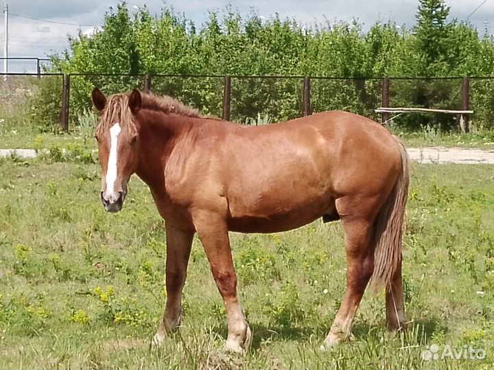 Кобыла с жеребенком