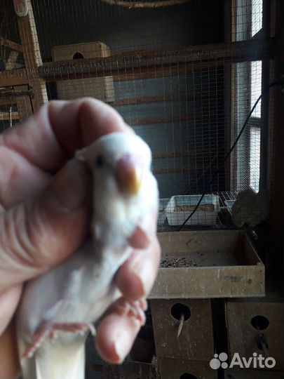 Волнистый альбинос