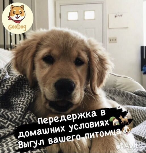 Передержка домашних животных