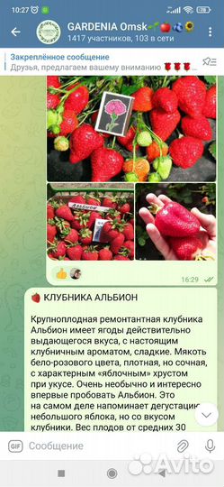 Саженцы крупноплодной клубники в Зкс