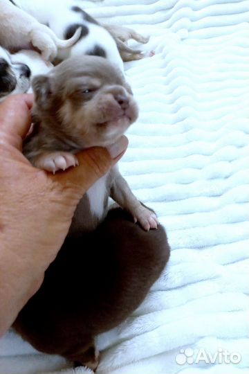 Цветник Чихуахуа