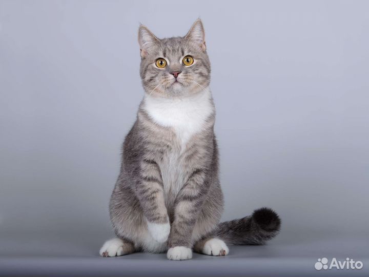 Котик Эш в добрые руки