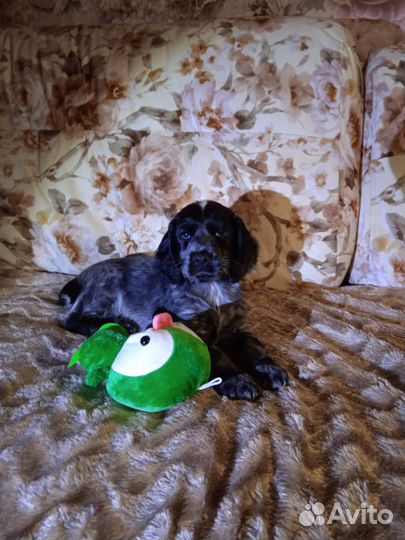 Щенки Спаниеля