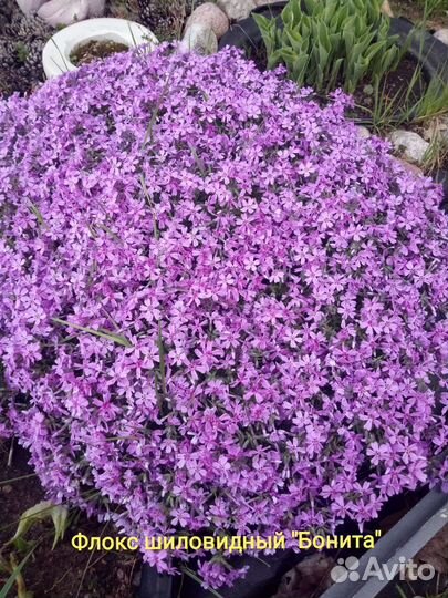 Цветы многолетние разные