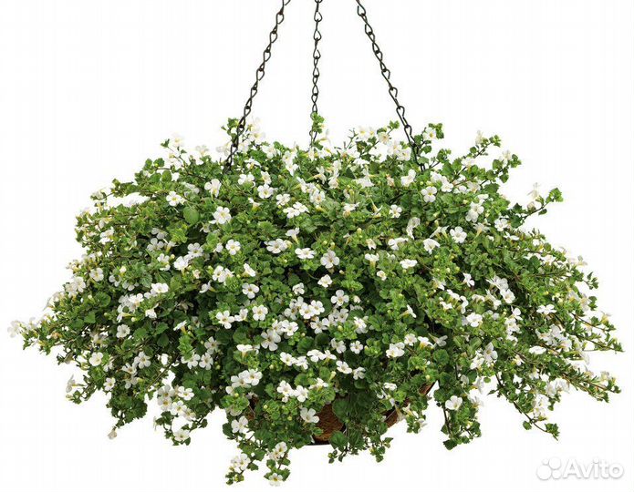 Бакопа рассада