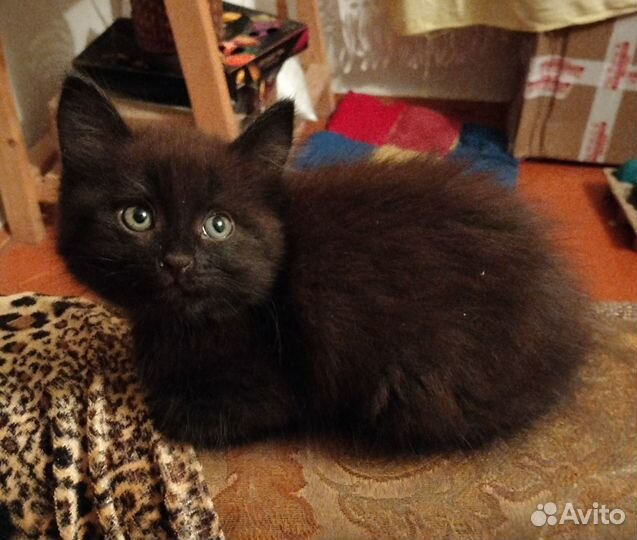 Отдам котят в хорошие руки