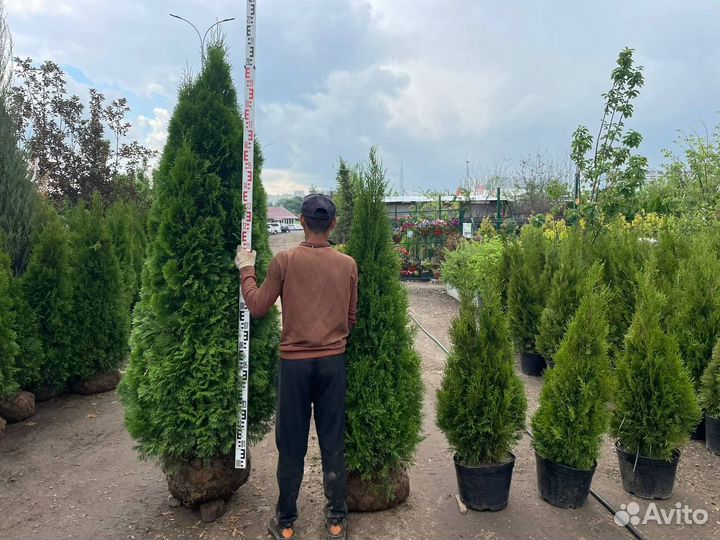 Туи Смарагд 200-220 см Оптом и В Розницу