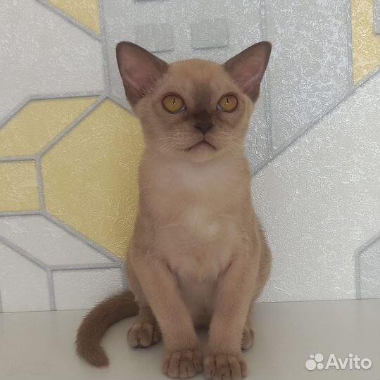 Европейская бурма