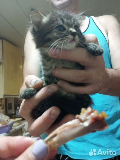 Счастье в добрые руки