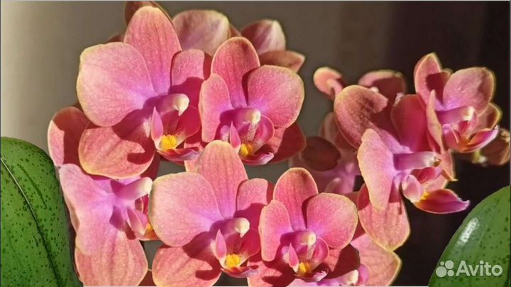 Фаленопсис, парфюм.фабрика. Dusty Belle и др