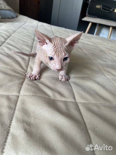 Котята донского сфинкса