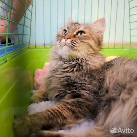 Кошка Куколка в добрые руки