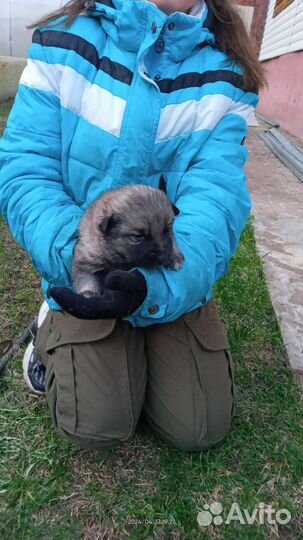 Щенки в добрые руки