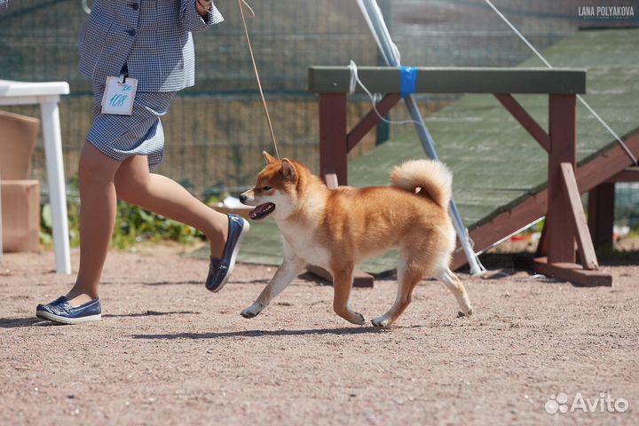 Кобель для вязки Сиба-ину