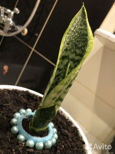 Сансевиерия