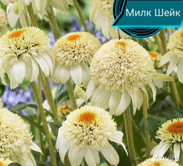 Барбарисы и эхинацея