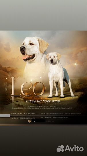 Вязка Кобеля лабрадора