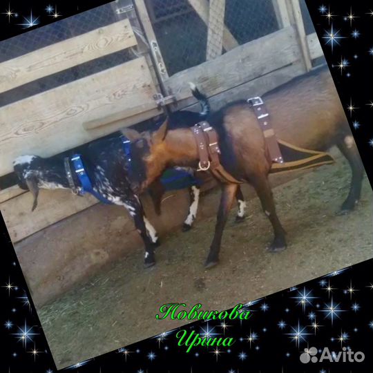 Фартуки для козлов. Защита вымени коз