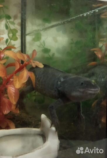 Рыба амфибия аксолотль черный пятнистый