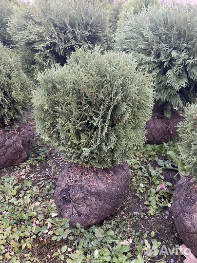 Туя шаровидная