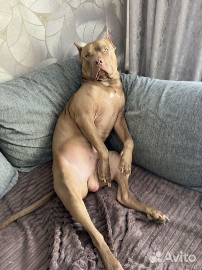 Питбуль Red Nose вязка, кобель 2,5 года