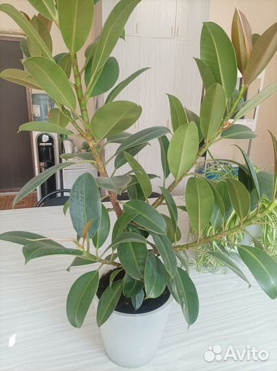 Комнатные растения (взрослые)