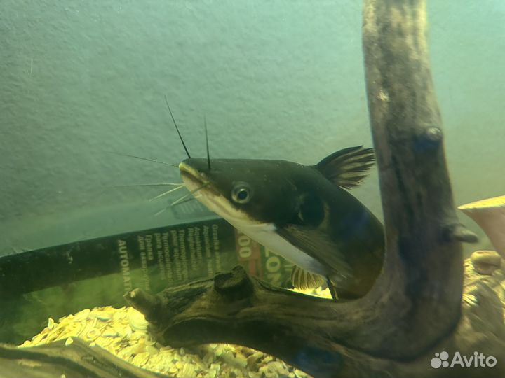 Акулий глаз сом крупный