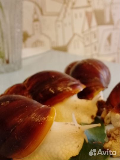 Улитки ахатины