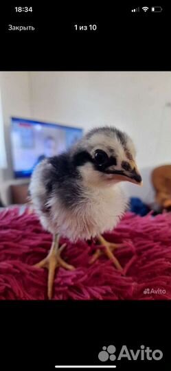 Цыплята подрощенные