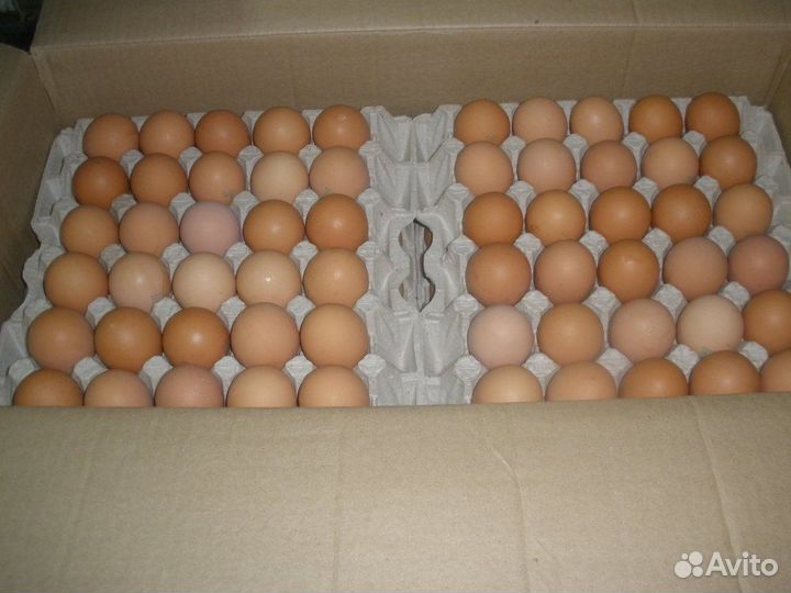 Яйцо куриное пищевое оптом любая категория