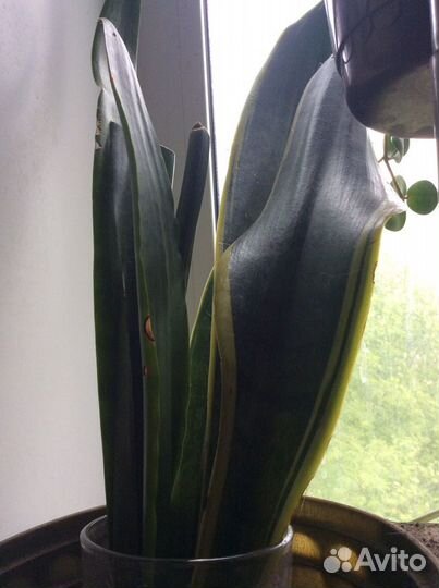 Комнатные цветочки много